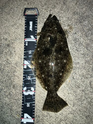 ヒラメの釣果
