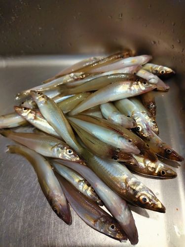 キスの釣果