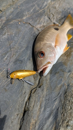 イッテンフエダイの釣果