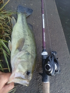 ラージマウスバスの釣果