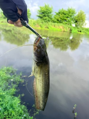 ナマズの釣果
