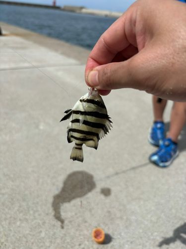 釣果