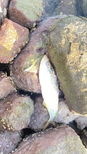 ヒラの釣果