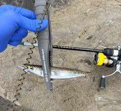 カマスの釣果