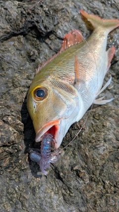 イソフエフキの釣果