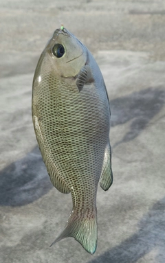 メジナの釣果