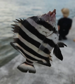 イシダイの釣果