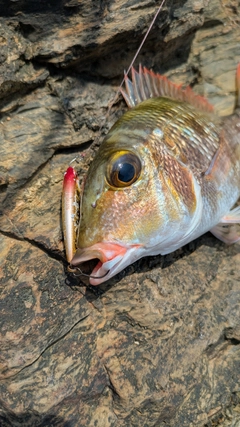 マトフエフキの釣果