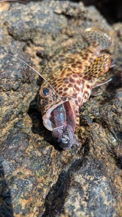 イシミーバイの釣果