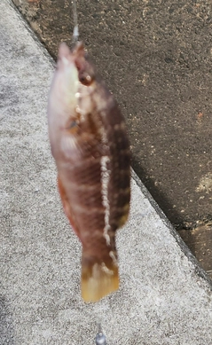 アカササノハベラの釣果