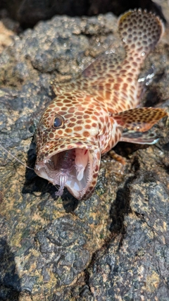 イシミーバイの釣果