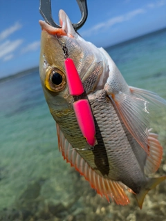イソフエフキの釣果