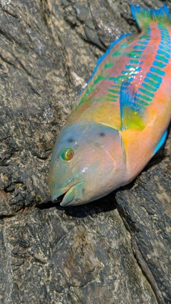 ベラの釣果