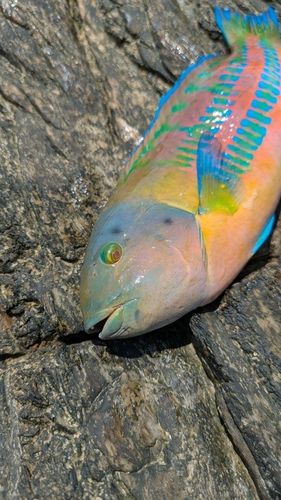 ベラの釣果