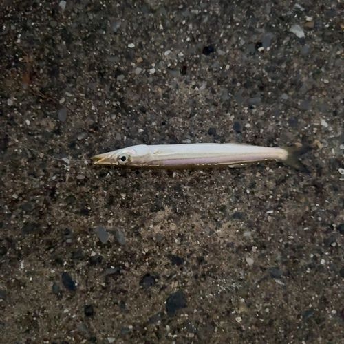 カマスの釣果
