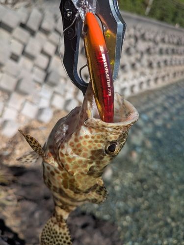 イシミーバイの釣果