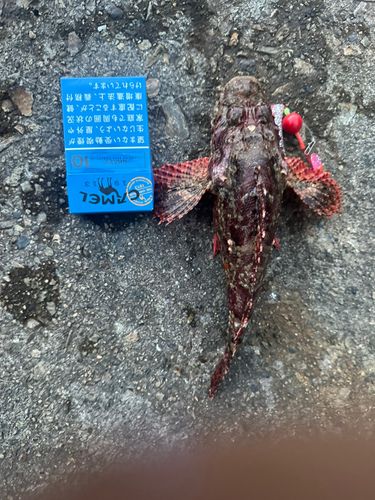 オニカサゴの釣果