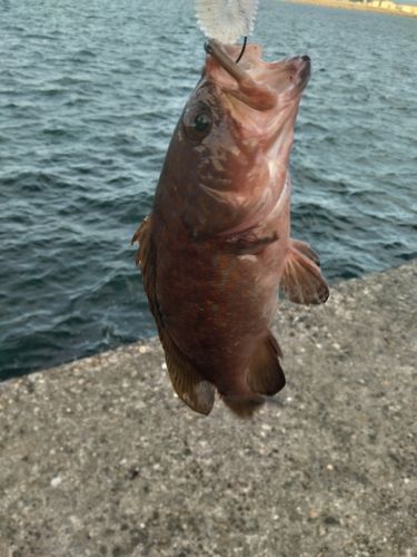 キジハタの釣果