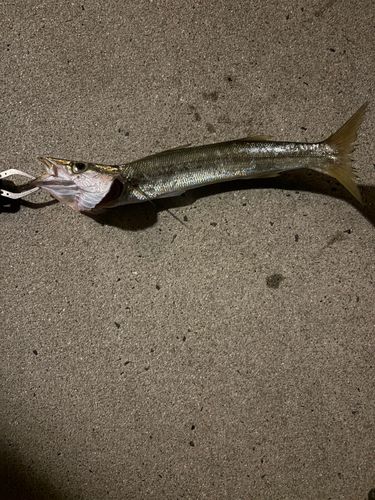 カマスの釣果