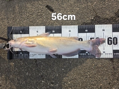 アメリカナマズの釣果