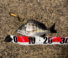 チヌの釣果