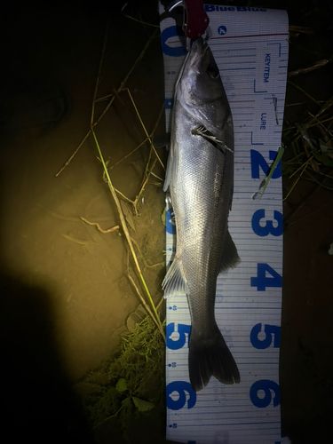 セイゴ（マルスズキ）の釣果