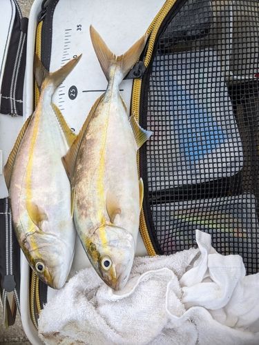 ネリゴの釣果