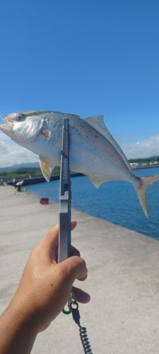 ショゴの釣果