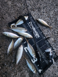 アジの釣果