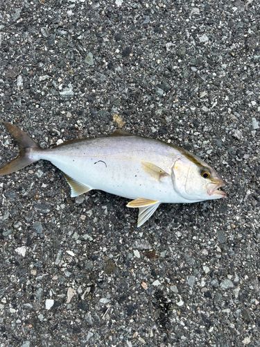 カンパチの釣果