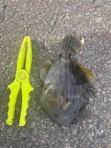 カワハギの釣果