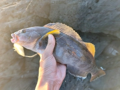 アイナメの釣果