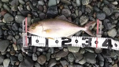 ショゴの釣果