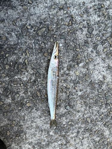 カマスの釣果