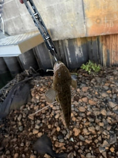コチの釣果