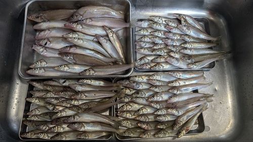 キスの釣果