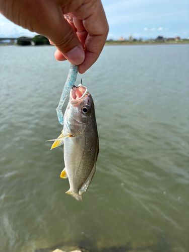 シログチの釣果