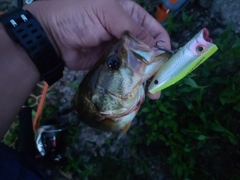 ブラックバスの釣果