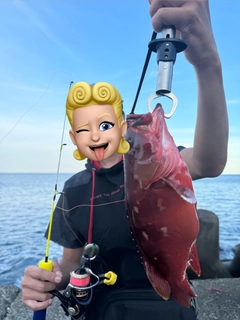 アカハタの釣果