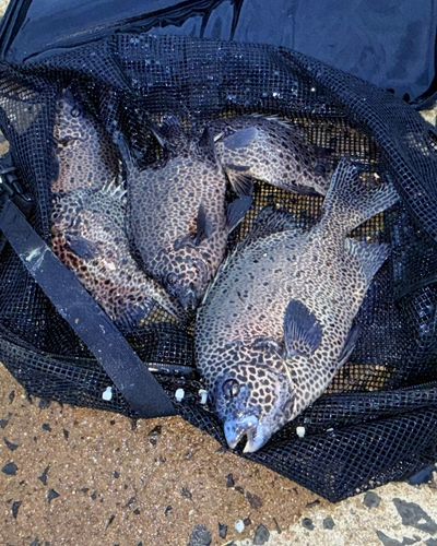 イシガキダイの釣果
