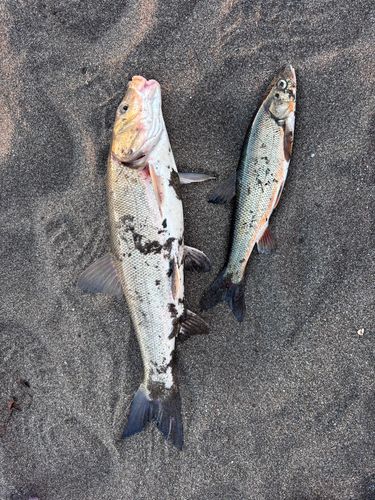 ウグイの釣果