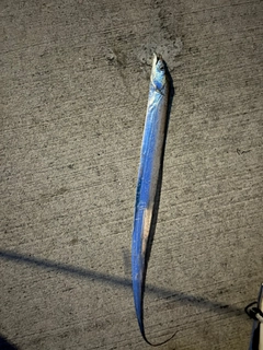 タチウオの釣果