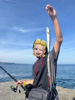 カマスの釣果