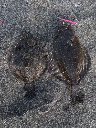マガレイの釣果