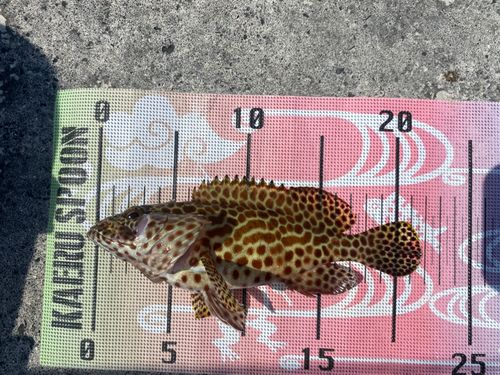 カンモンハタの釣果