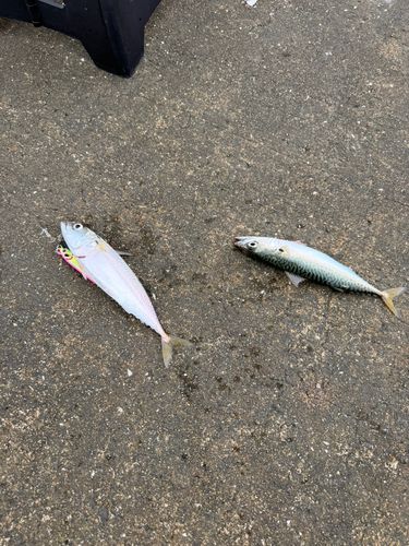 サバの釣果