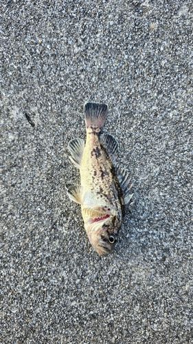 ソイの釣果