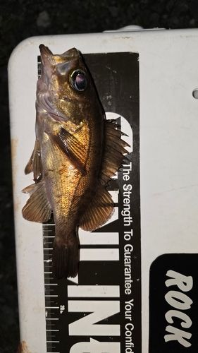 クロメバルの釣果