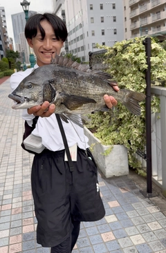 クロダイの釣果