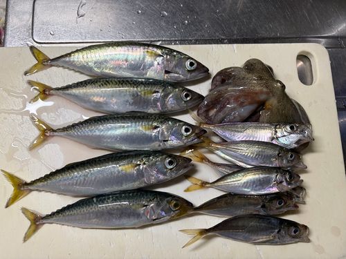 タコの釣果